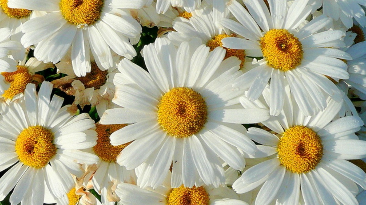 5 Beautiful Wildflowers You Should Pick For Your Home