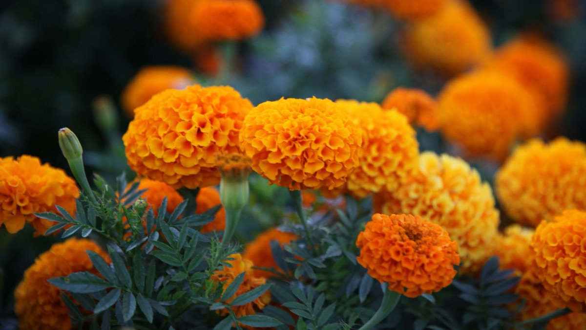 5 Beautiful Wildflowers You Should Pick For Your Home
