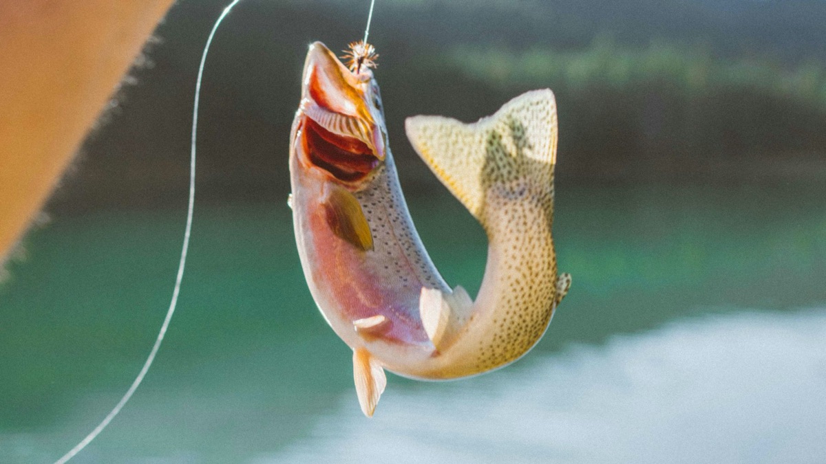 5 Fish You Can Bring Home For Dinner At Your Local Lake