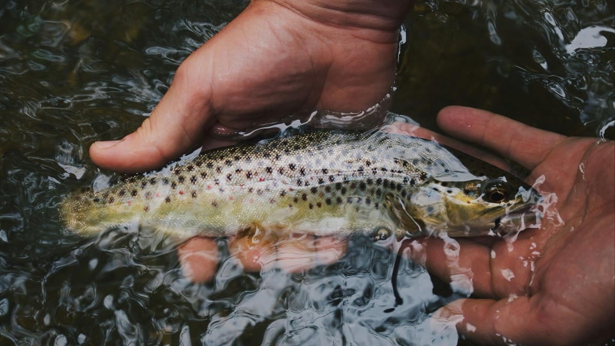 5 Fish You Can Bring Home For Dinner At Your Local Lake