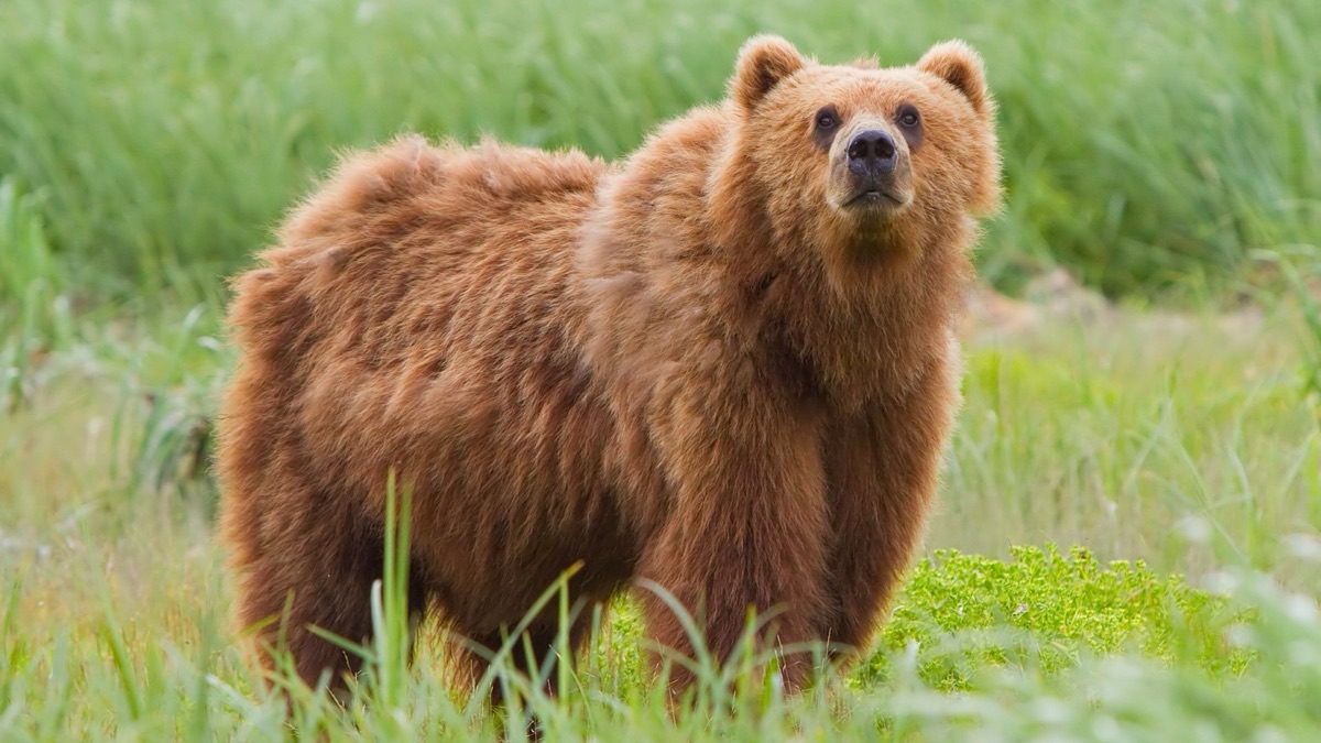 5 Incredible Creatures You Can Only Find In Alaska