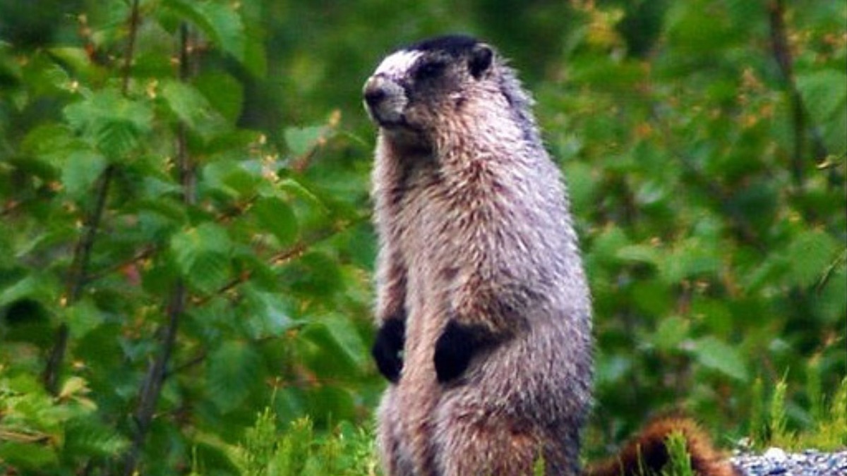 5 Incredible Creatures You Can Only Find In Alaska