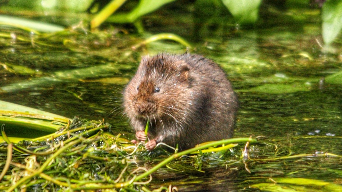 5 Incredible Creatures You Can Only Find In Alaska