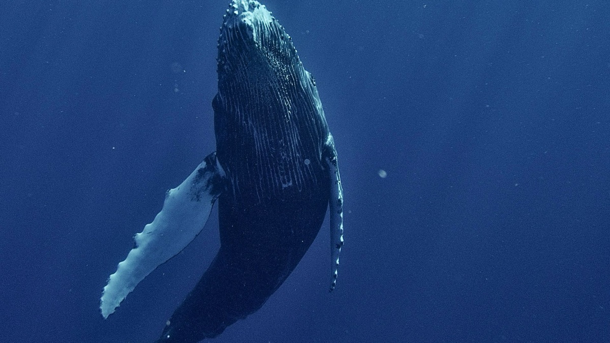 5 Places You Can Catch Whale Sightings Regularly
