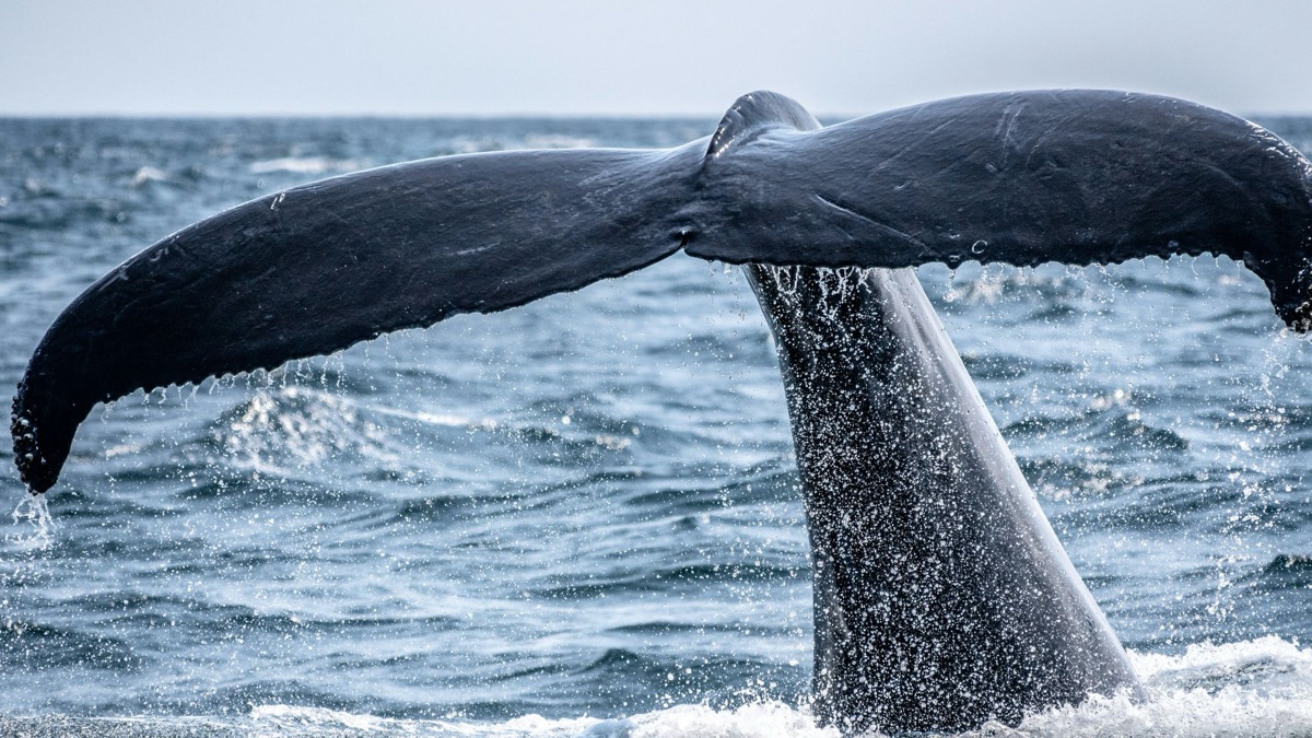 5 Places You Can Catch Whale Sightings Regularly