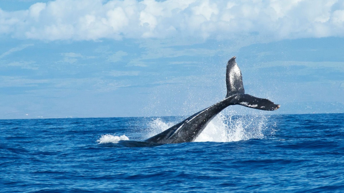 5 Places You Can Catch Whale Sightings Regularly