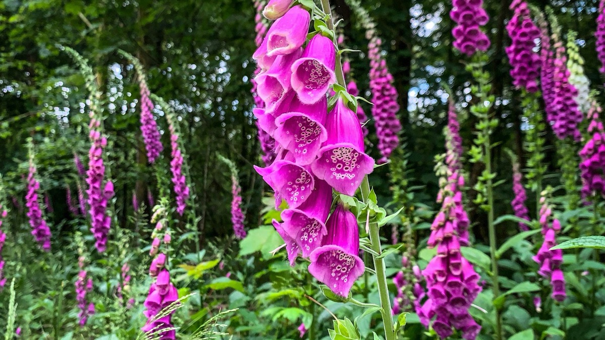 5 Pretty Flowers That Are Actually Surprisingly Dangerous