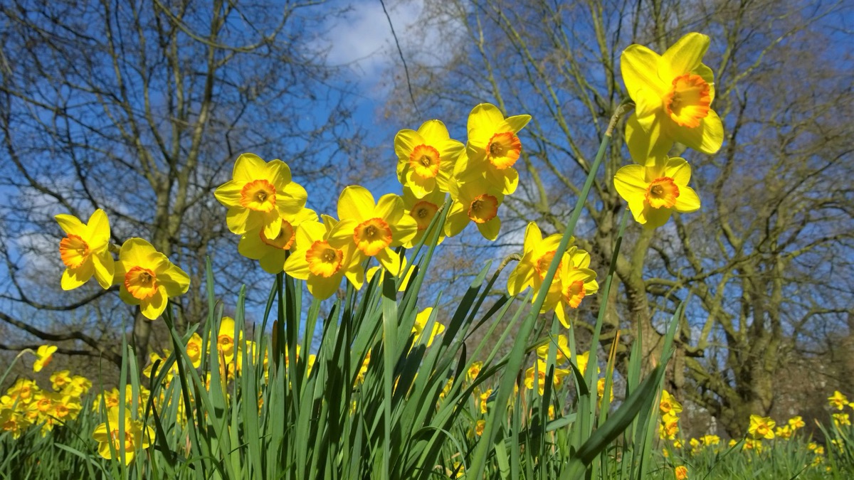 5 Pretty Flowers That Are Actually Surprisingly Dangerous