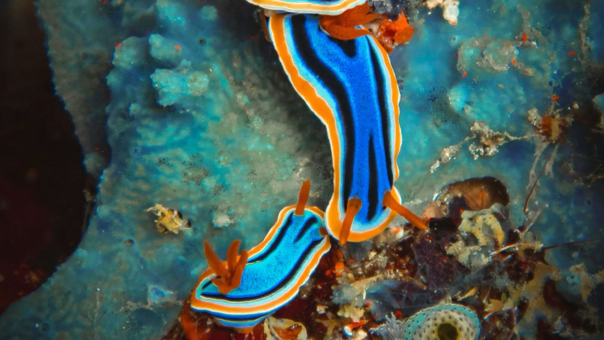The 5 Weirdest Creatures Spotted in the Ocean