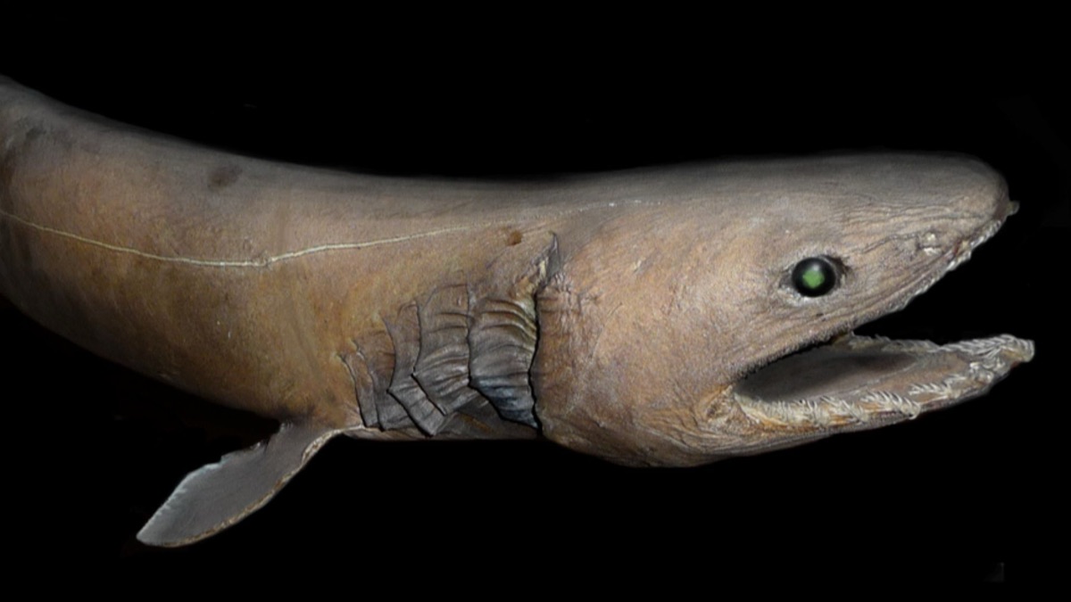 The 5 Weirdest Creatures Spotted in the Ocean