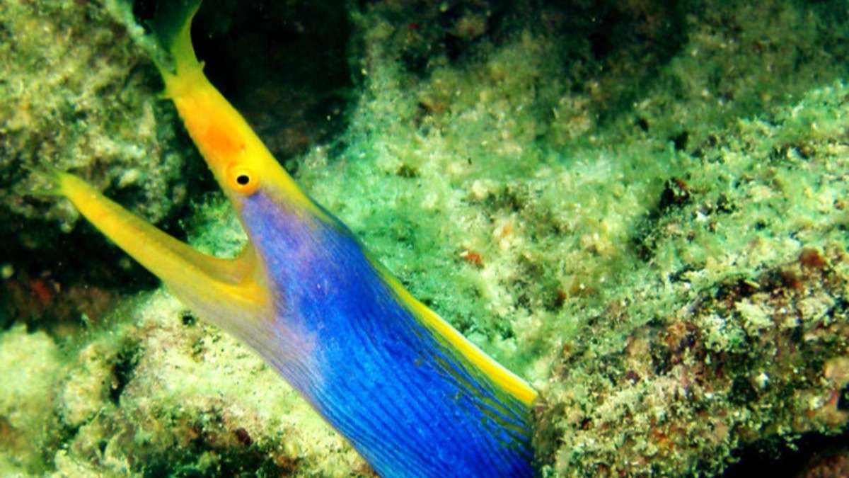 The 5 Weirdest Creatures Spotted in the Ocean