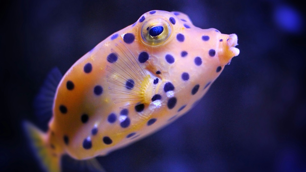 The 5 Cutest Ocean Creatures We Wish We Could Have as Pets