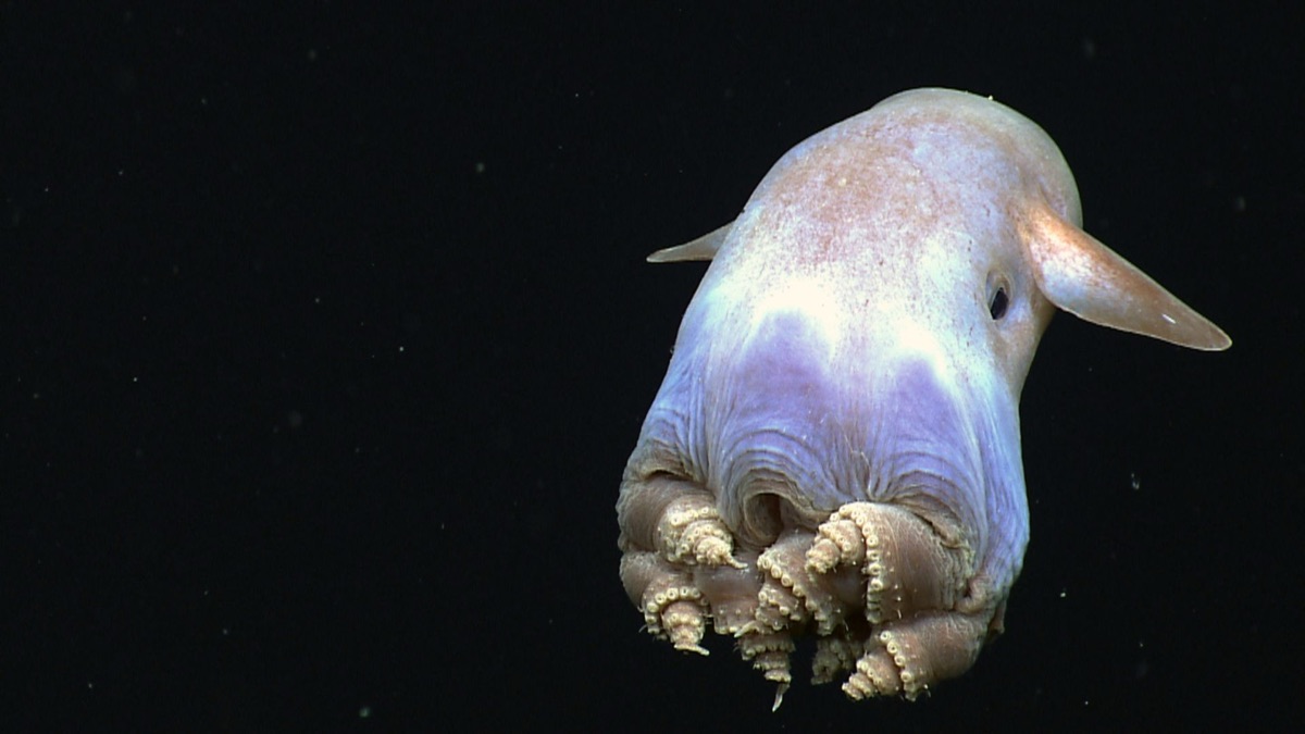 The 5 Cutest Ocean Creatures We Wish We Could Have as Pets