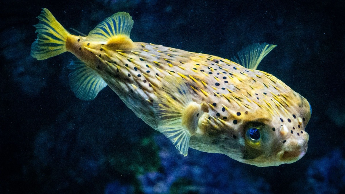 The 5 Cutest Ocean Creatures We Wish We Could Have as Pets