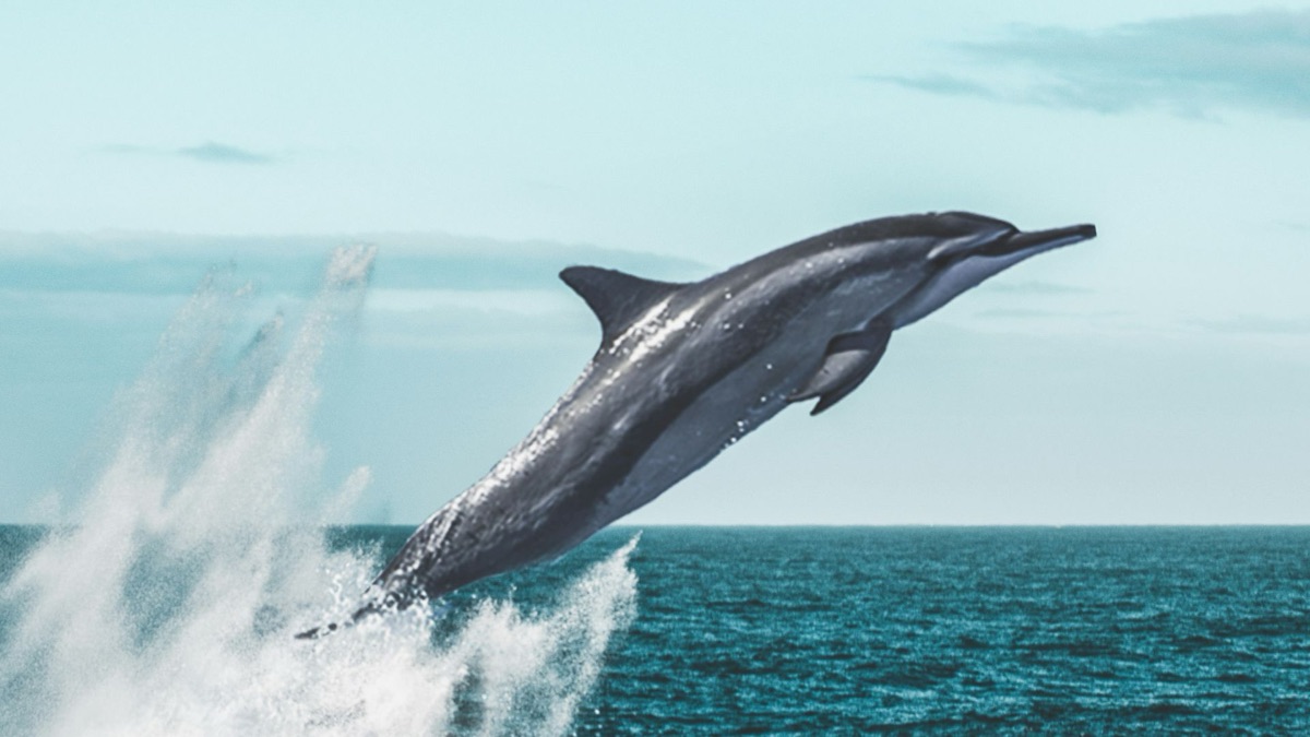 The 5 Cutest Ocean Creatures We Wish We Could Have as Pets