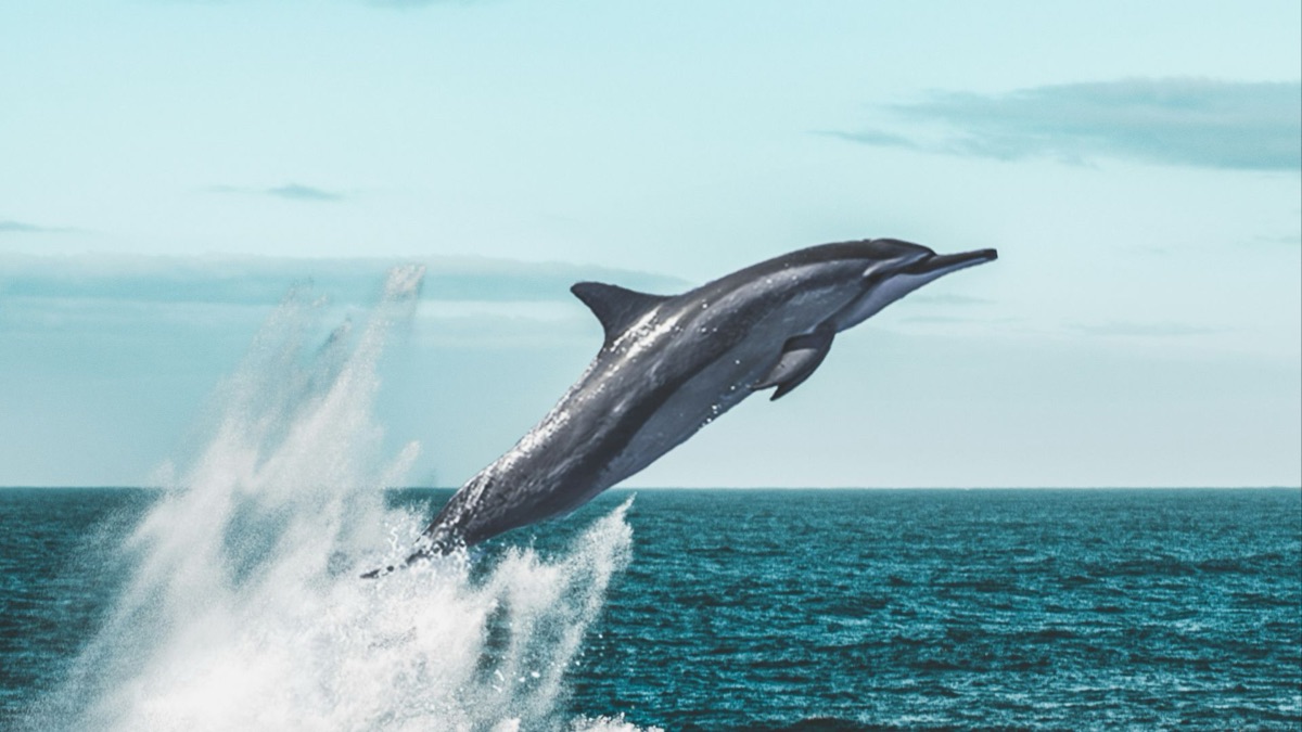 The 5 Most Intelligent Underwater Animals