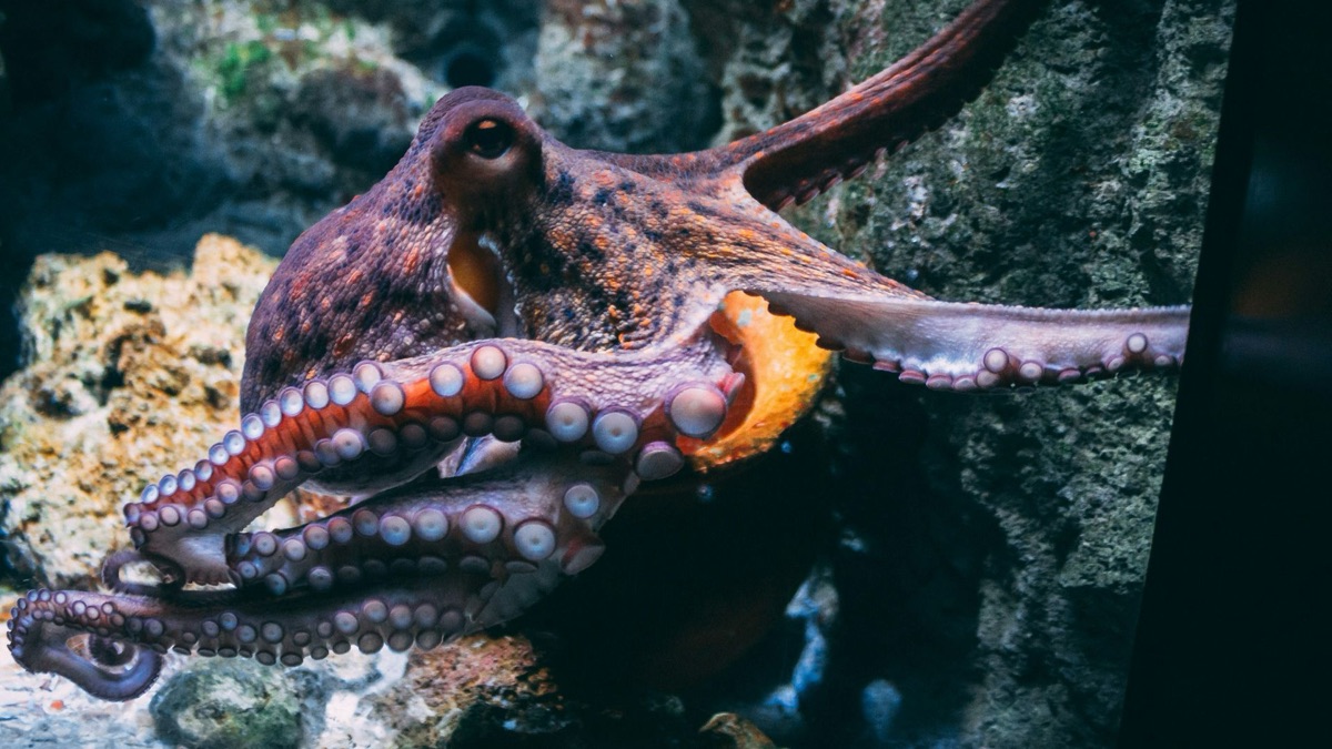 The 5 Most Intelligent Underwater Animals