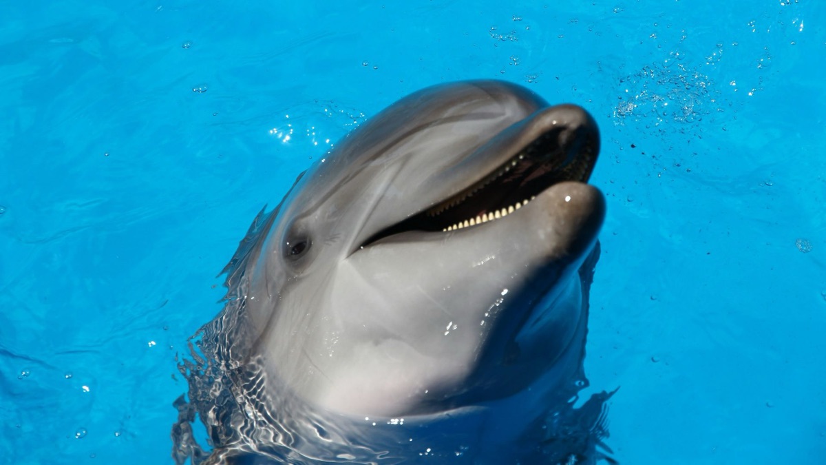 The 5 Most Intelligent Underwater Animals