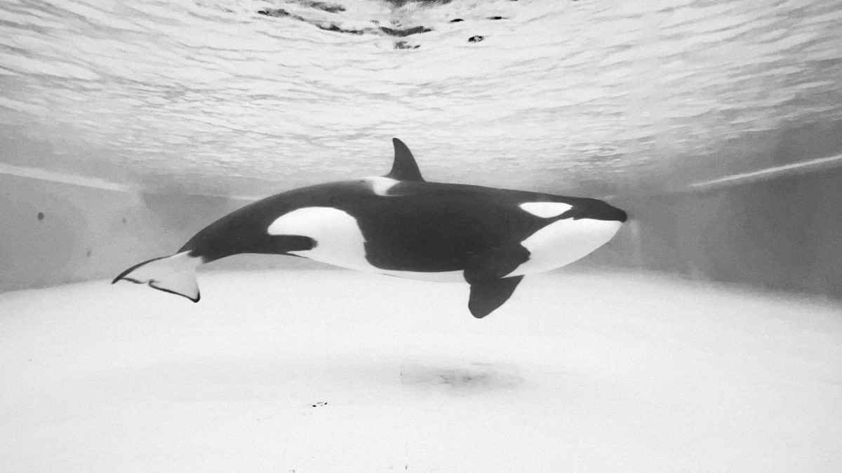 The 5 Most Intelligent Underwater Animals