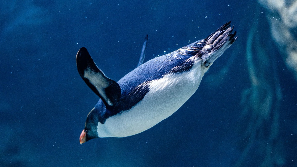 The 5 Most Intelligent Underwater Animals