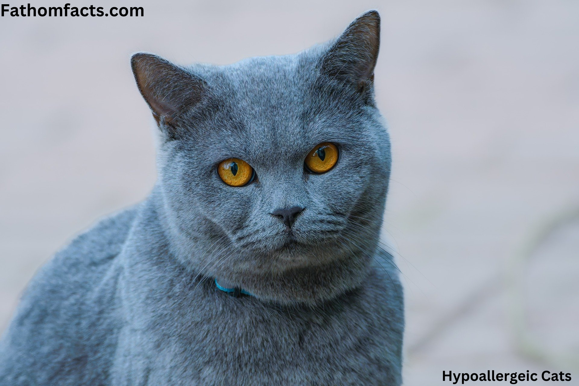 hypoallergenic cats